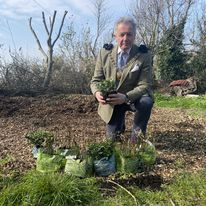 Mayor planting hedges