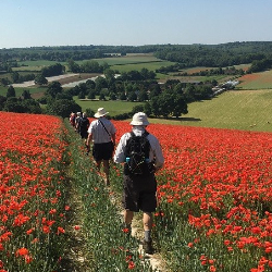 Ramblers in a field of poppies