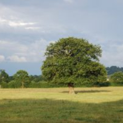 Tree in a field