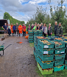 volunteers picking crops