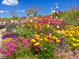 flowers in bloom at Sandown Castle Garden