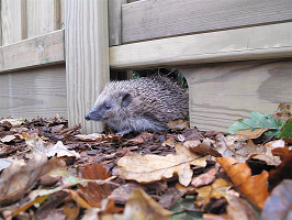 Hedgehog friendly gravel board