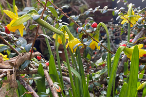 daffodils